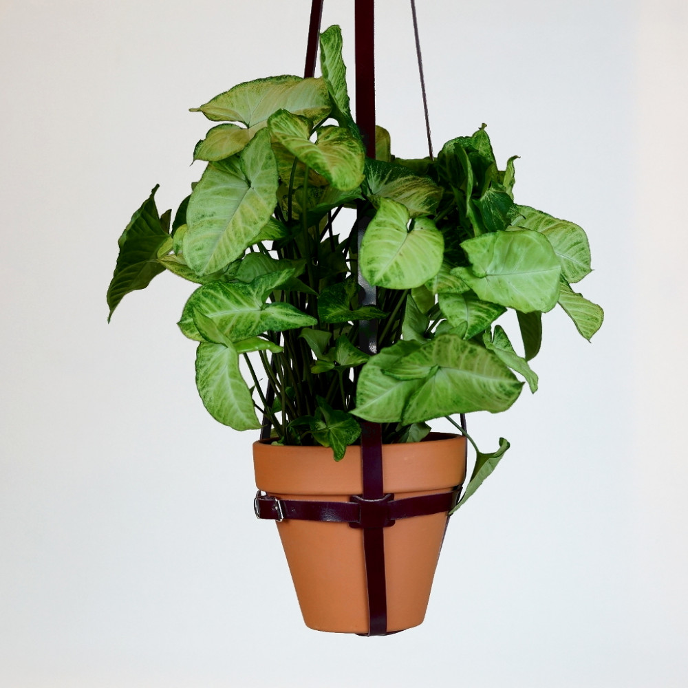 Macetero en color burdeos