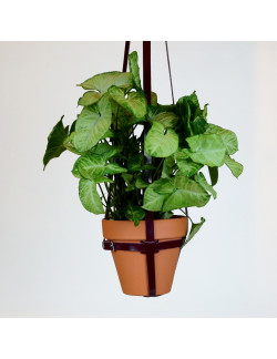 Macetero en color burdeos