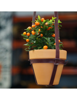 Macetero en color burdeos